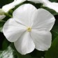 Vinca (Catharanthus Roseus) Mediterranean "White" - во саксија Ø10